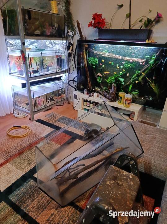 Legwan zielony samica gady płazy ryby rośliny Poznań