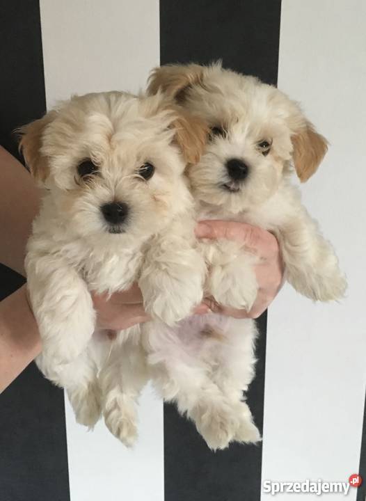 Hawańczyk Maltańczyk wielkopolskie