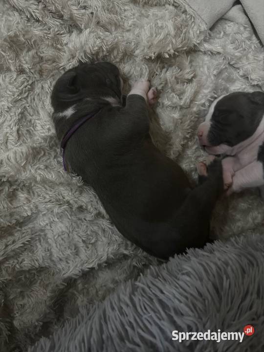 Piękne szczeniaki rasy American Staffordshire Cedynia sprzedam