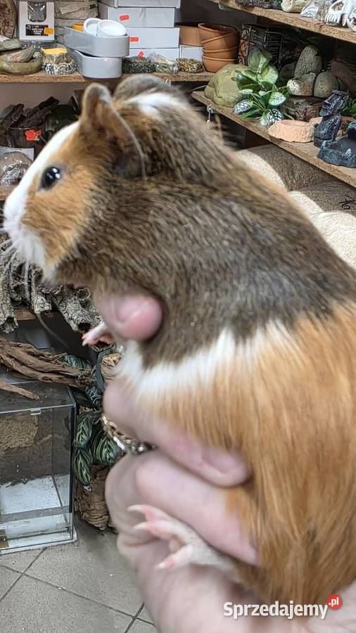 Świnka morska cavia domowa cawia