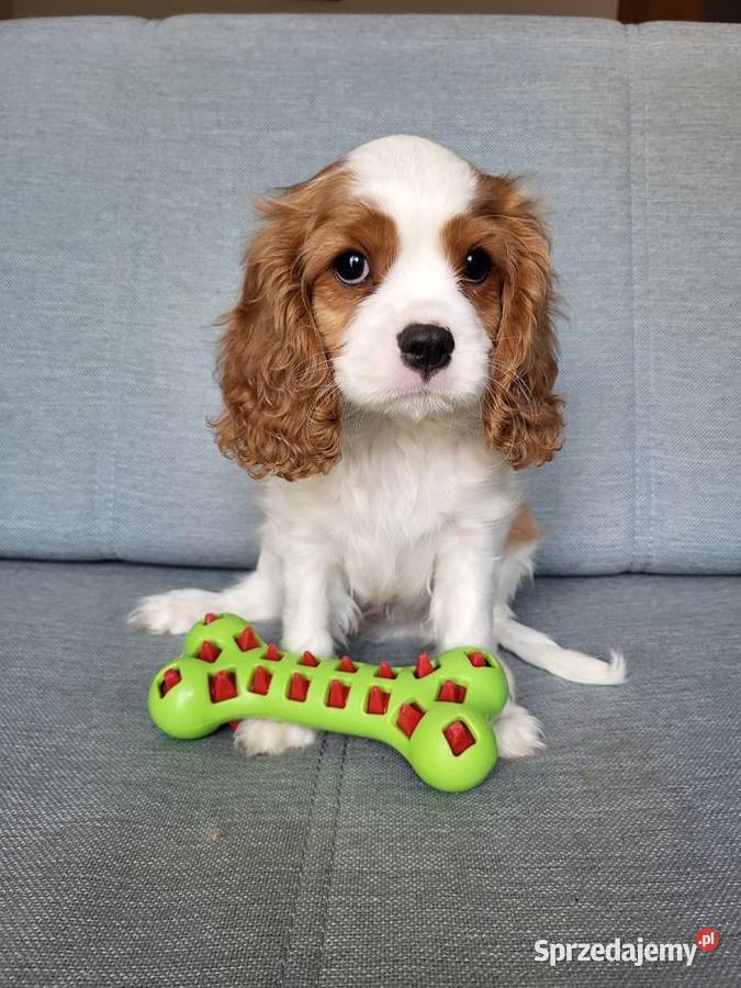 Cavalier King Charles Spaniel Blenheim Samiec Częstochowa