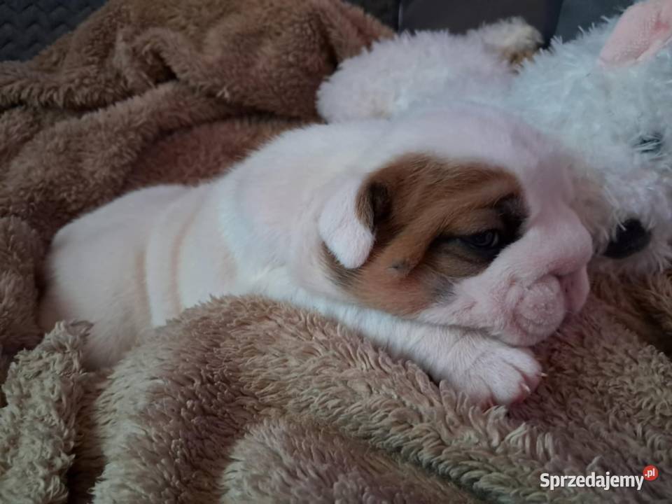 Buldog angielski fci Buldog Bodzentyn