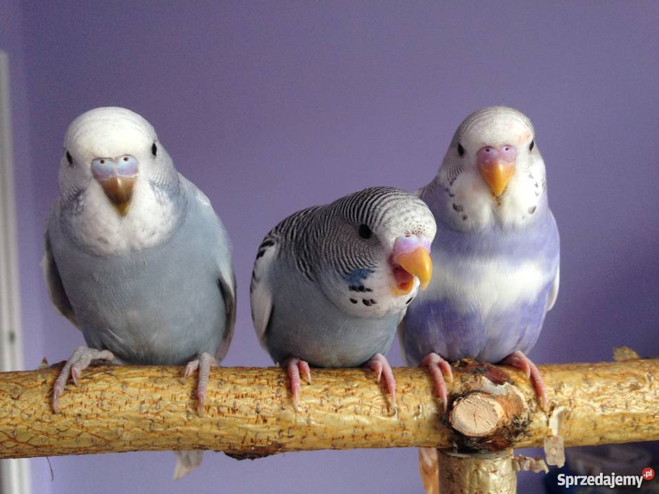 RĘCZNIE KARMIONE PAPUGI FALISTE Góra