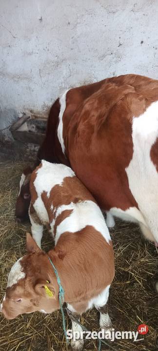 Byczek mięsny Bydło Hajowniki