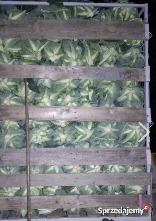 Kalafiory młoda Proszowice