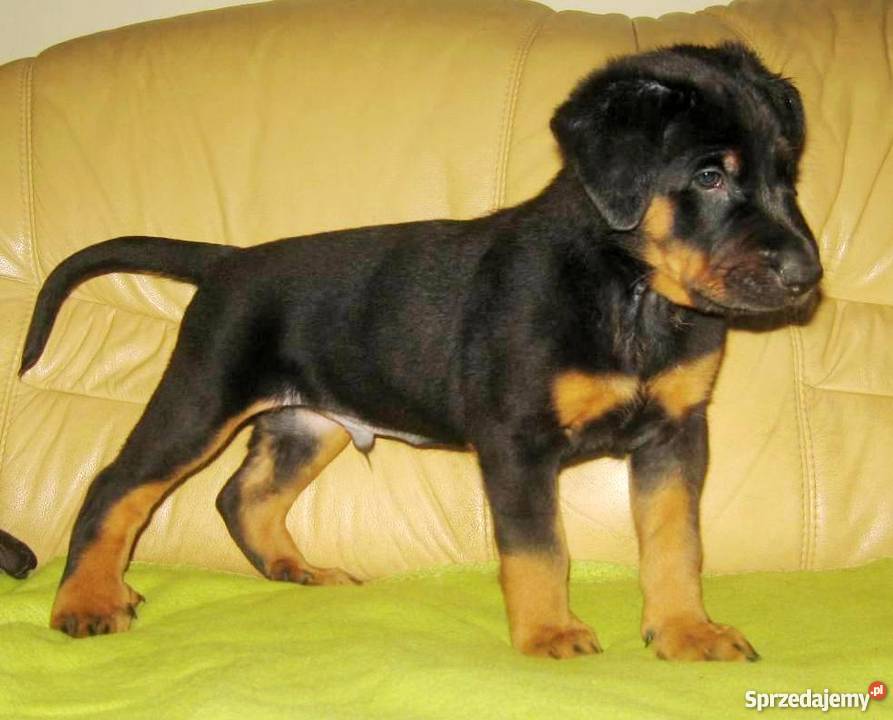 BEAUCERON piękne szczenięta z doskonałym Gdynia
