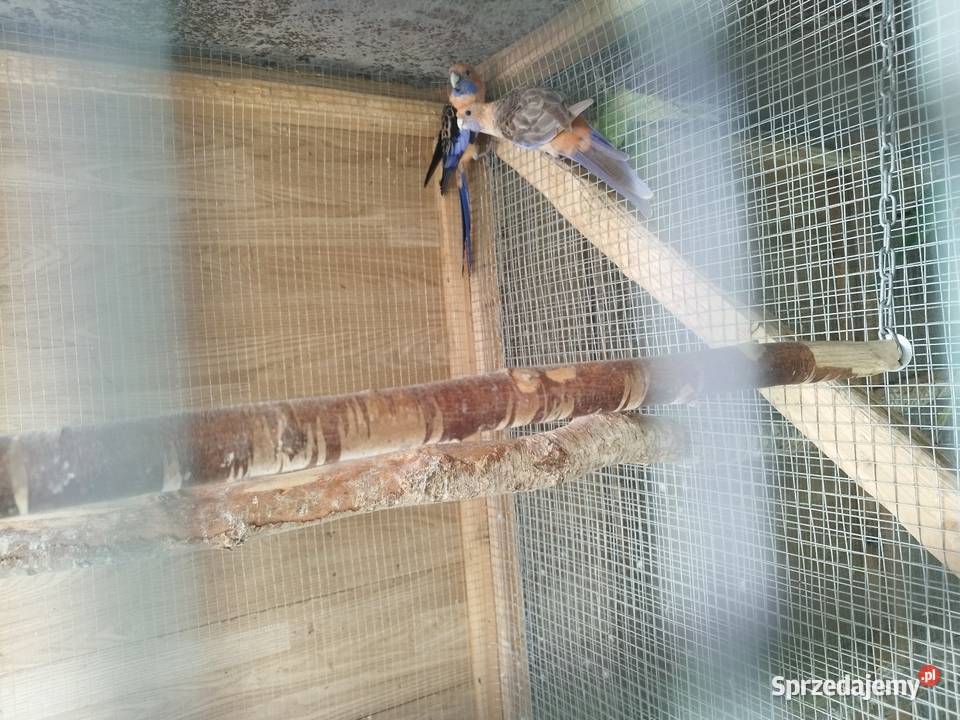 Rozelle Białolice Królewskie aleksandretty Ptaki Zwierzęta