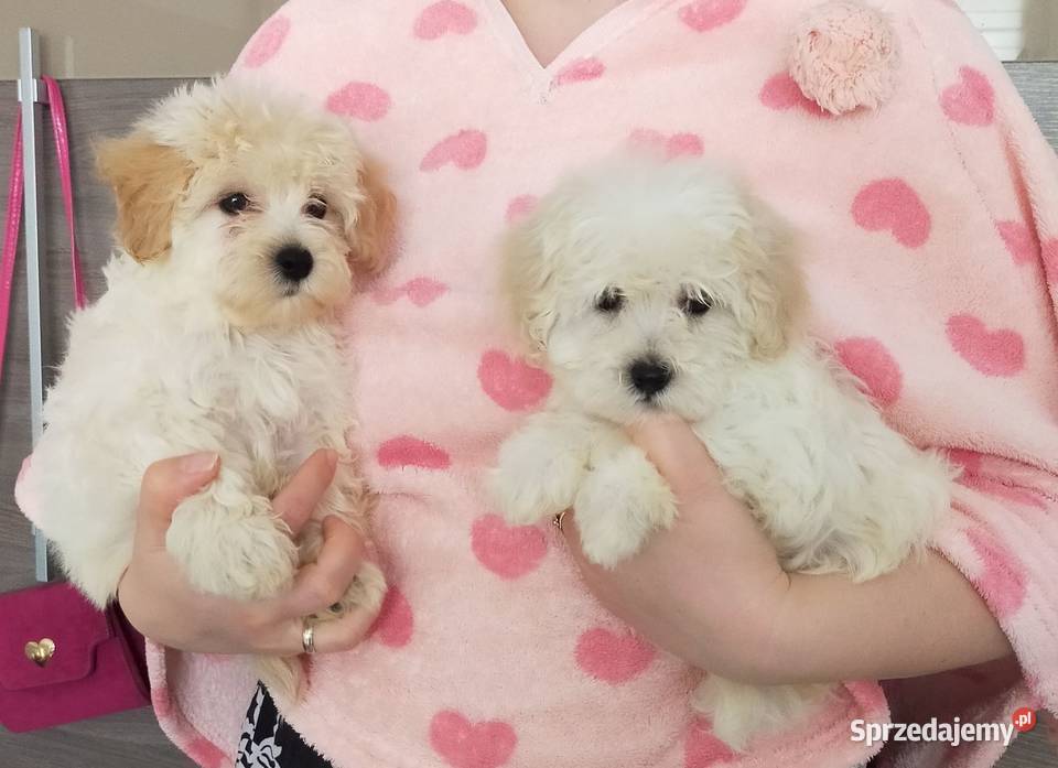 Prztulaski maltipoo maltańczyk i pudel toy Warszawa