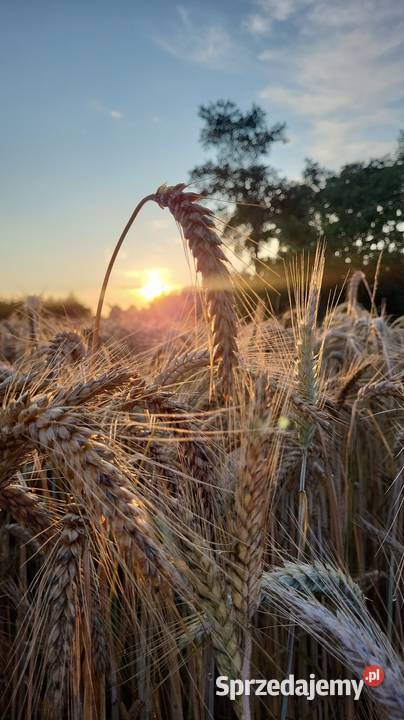 Pszenica przenżyto Czarnocin