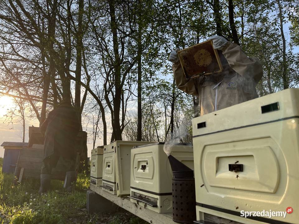 wielkopolski Korpus 11 wielkopolski 10ramkowy Płońsk