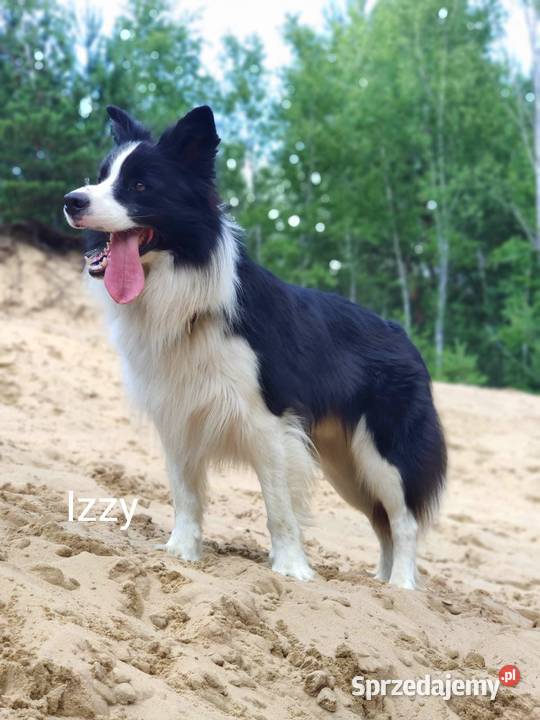 Zapowiedź miotu border collie ZkwPFCI