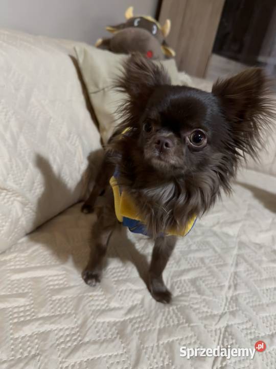 Chihuahua z rodowodem brązowe i czarne podpalane