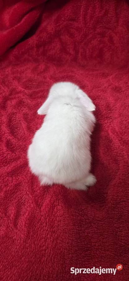 Króliczki Mini Lop Gryzonie wielkopolskie sprzedam