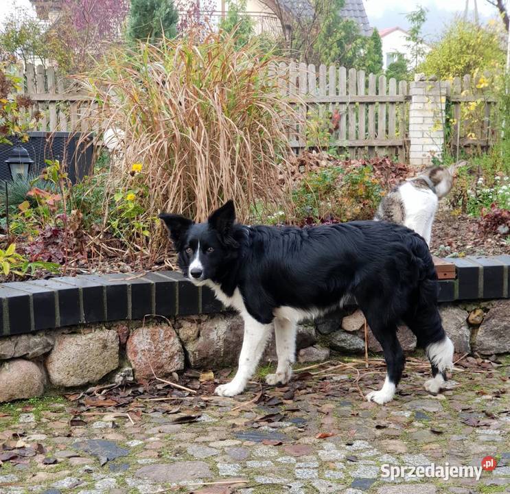 Border collie szczeniaki z rodowodem Błaszki
