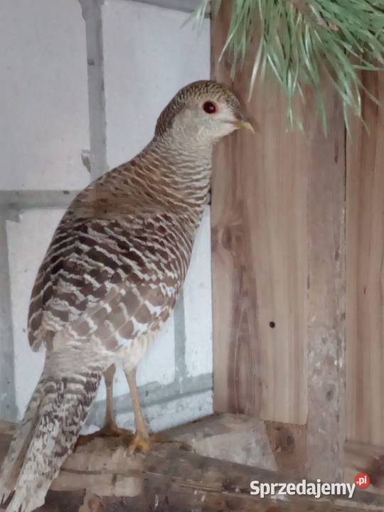 Sprzedam samiczkę bażanta Olszanka