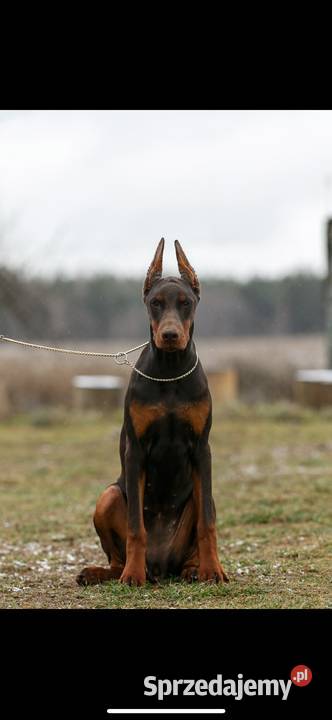 Szczeniak dobermana Doberman łódzkie Łódź sprzedam