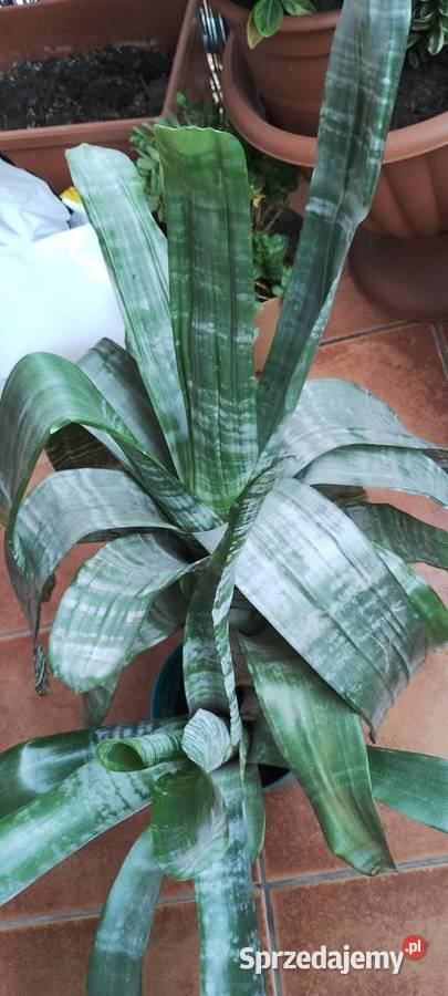 Kwiat ECHMEA wstęgowata Aechmea fasciata Leszno