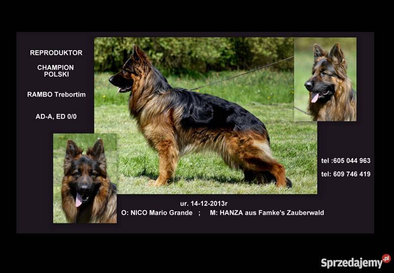 owczarek niemiecki reproduktor długowłosy wielkopolskie Jarocin