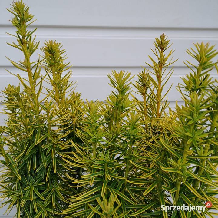 Cis pospolity David 90 100 w doniczkach Tuczępy sprzedam