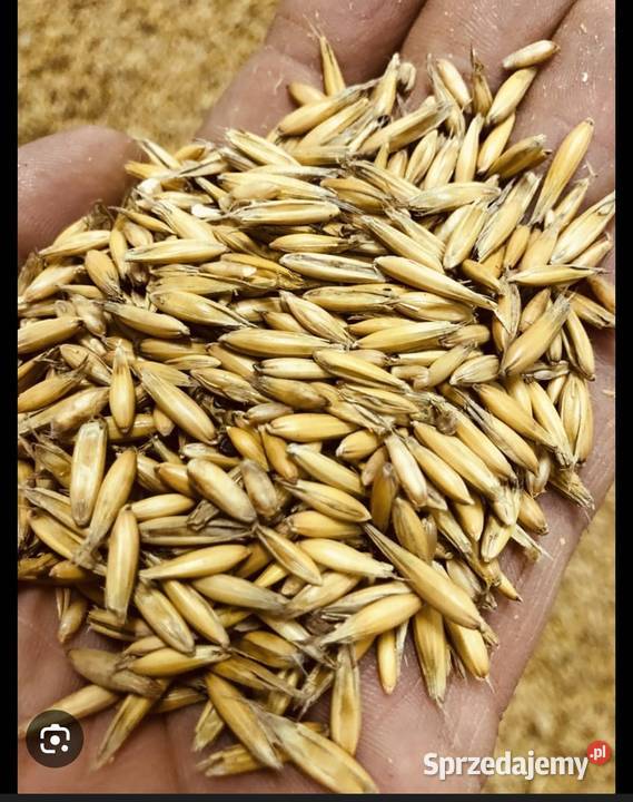 Owies bingo w workach Sierakowice