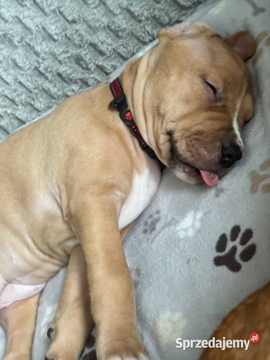 Rednos american Pit bull terrier szczeniaki Zwierzęta Grodzisk Mazowiecki