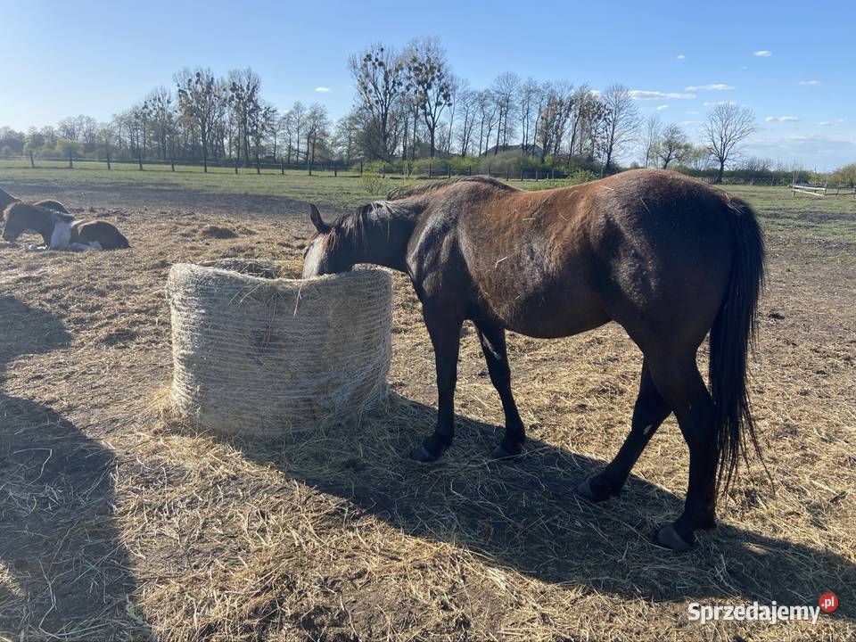 Wałach Iwar APH APALLOUS lubelskie