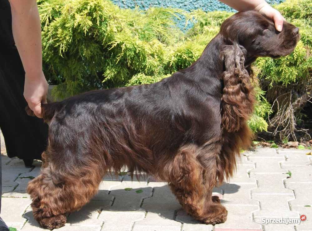 Cocker Spaniel AngielskiHodowla Kluczbork