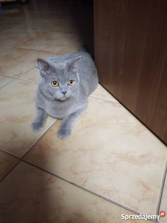 Sprzedam koty brytyjskie