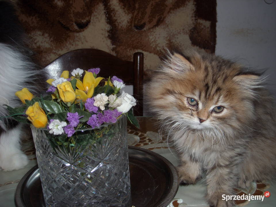 Kocieta perskieszynszylowe mazowieckie Warszawa