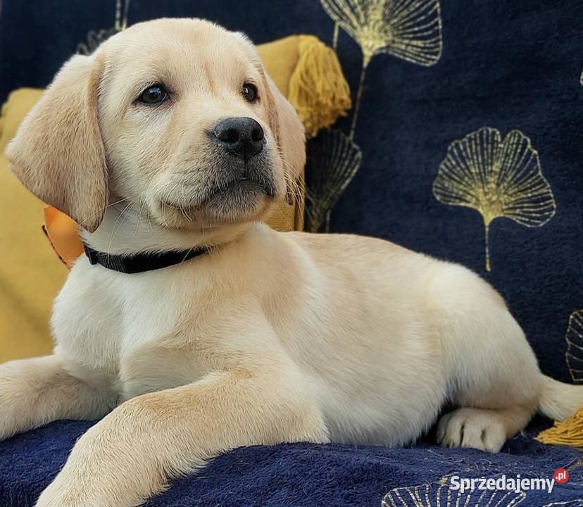 Labrador Retriever ZKwPFCI szczenięta warmińsko-mazurskie Nowe Miasto Lubawskie