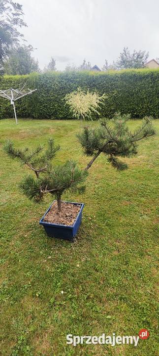Bonsai sosna świerk jodła sprzedam