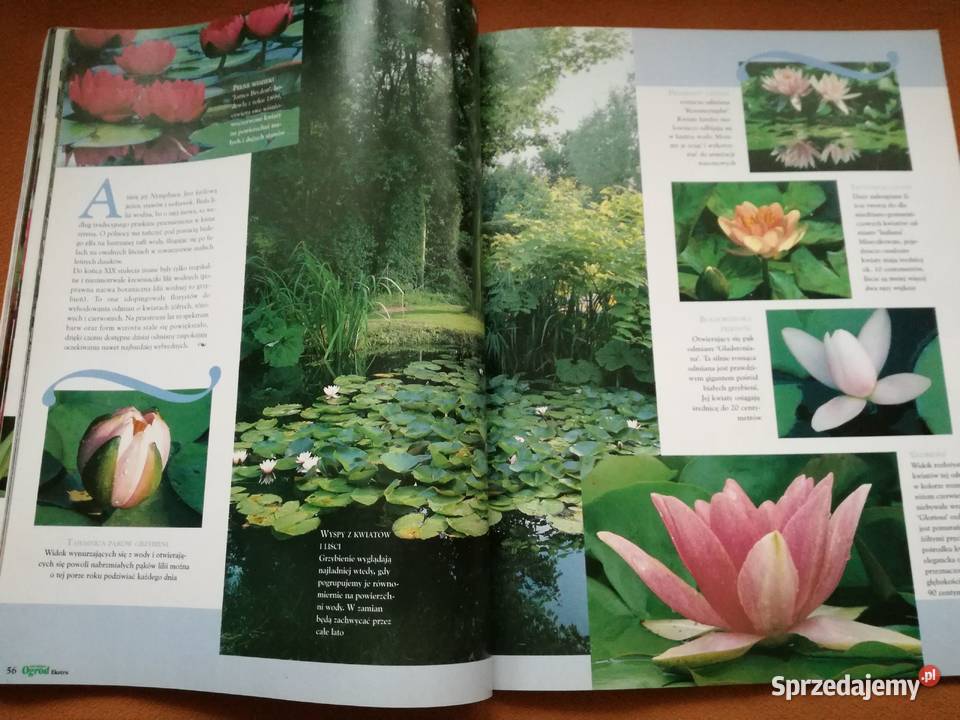 Mój piękny ogród Róże z tradycjami Czasopismo Rok wydania 2001 Łódź