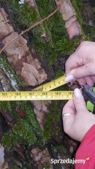 TOPOLA Obwód 487 wysokość 25 m