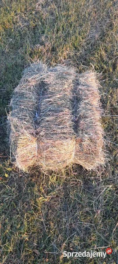 Siano w kostkach łódzkie Rusiec sprzedam