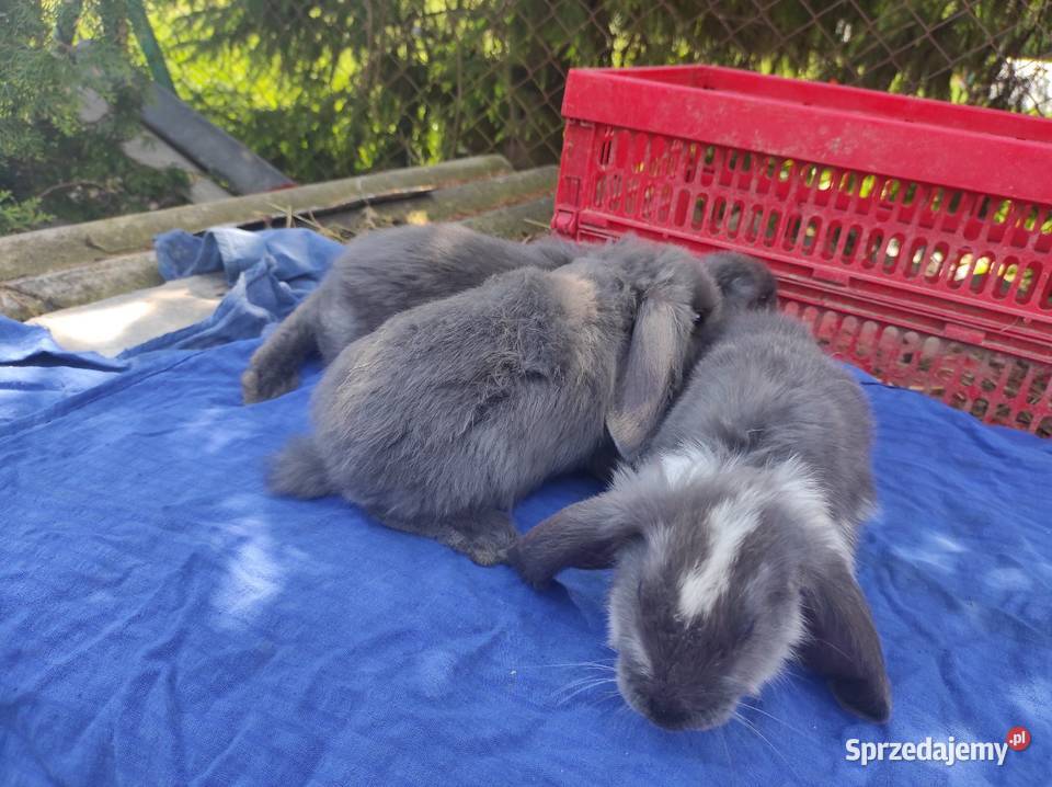 Króliki barany Francuskie Niebieskie Króliki Kozubszczyzna