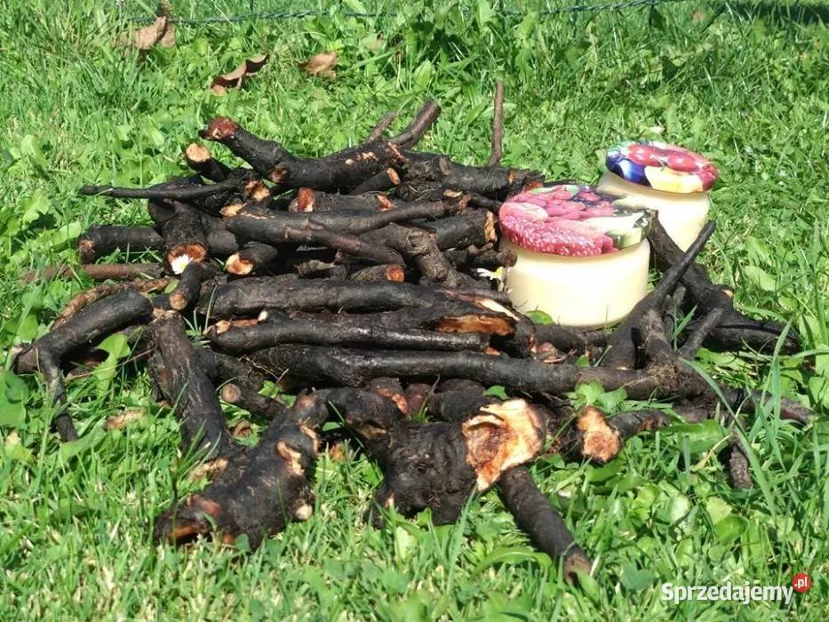 żywokost korzeń świeży dziko rosnący Kryg
