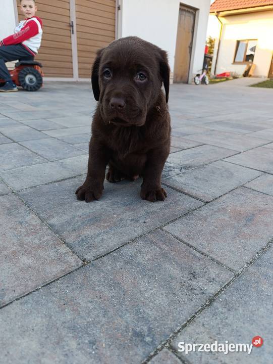 Pieski i suczki czarne Labradory Retriever Tarnów