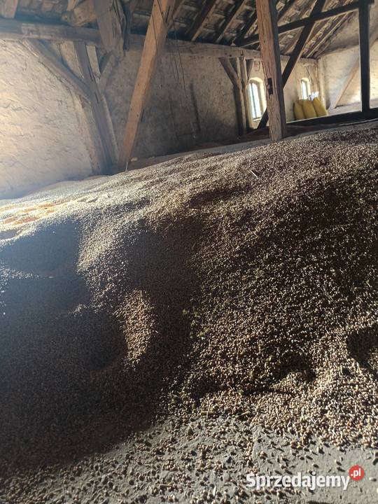 Pszenica Zbiór 2025r Miłkowice