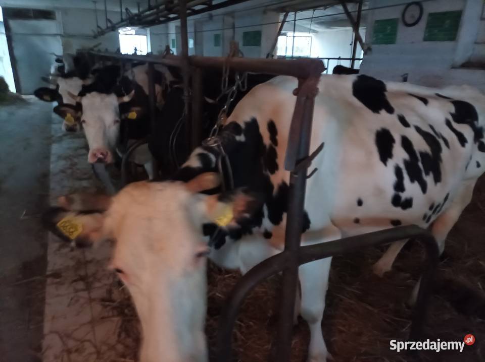 Likwidacja stada krów jałowek Zduny