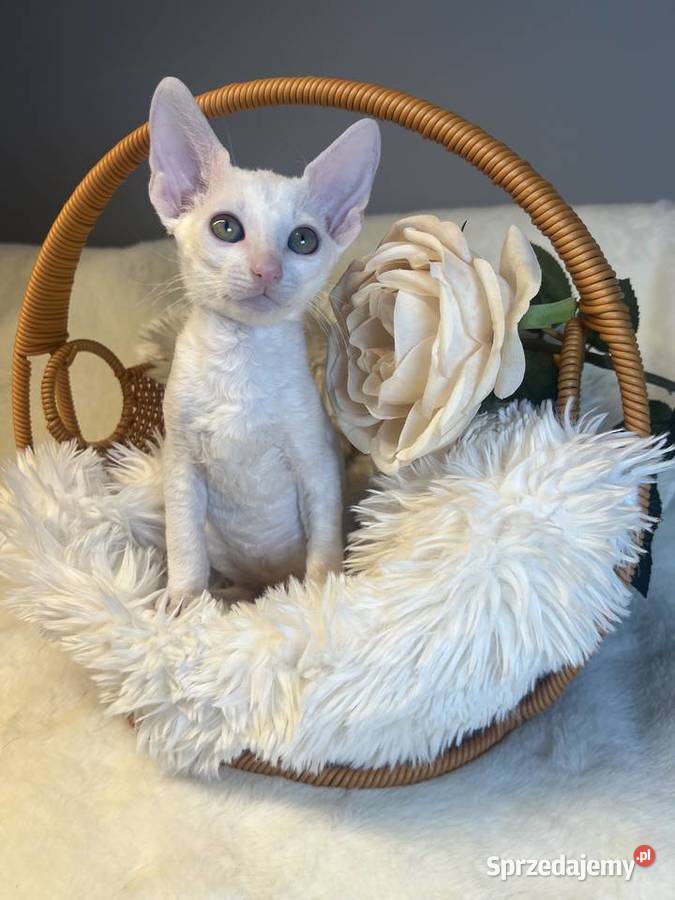 Cornish rex kotka dziewczynka cudowna do Poznań sprzedam