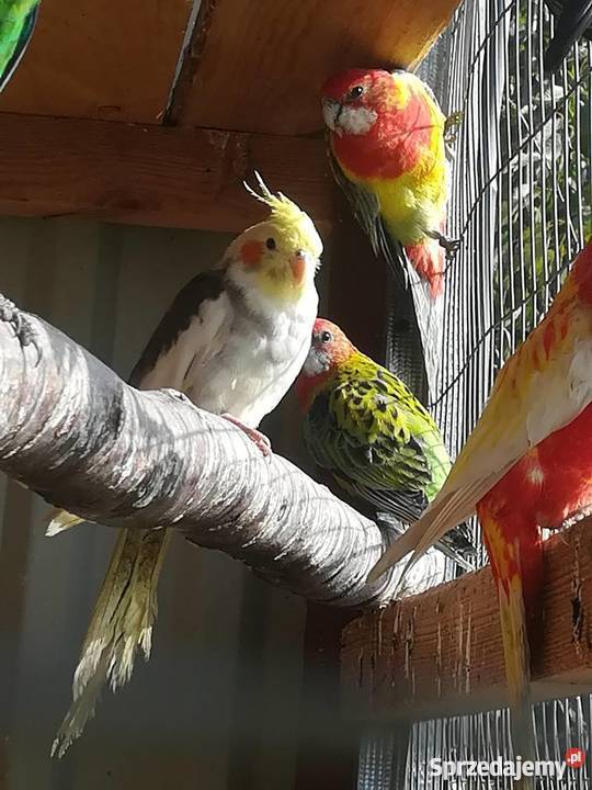 sprzedam rozelle białolice różne mutacje sprzedam