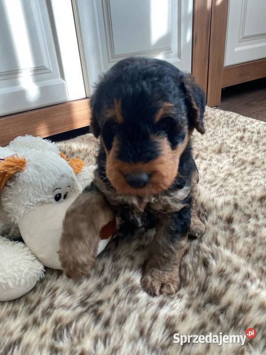 Szczenię Airedale Terrier Mogilno