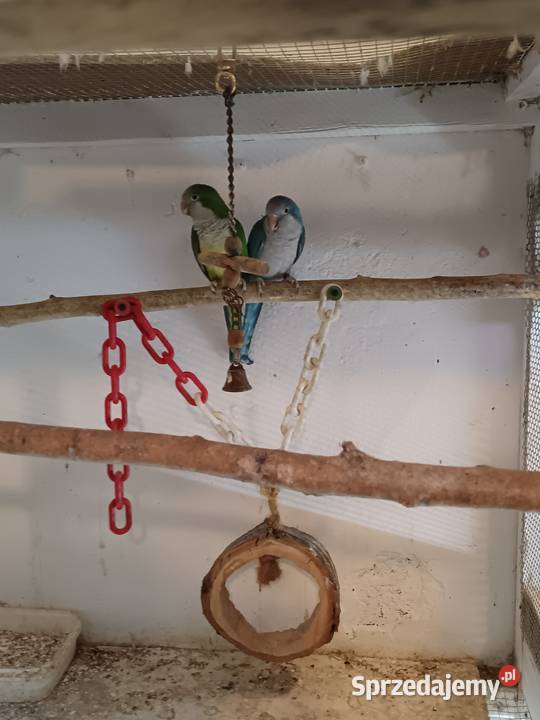 Sprzedam papugi Rozella białolica Mnichy Raszyn