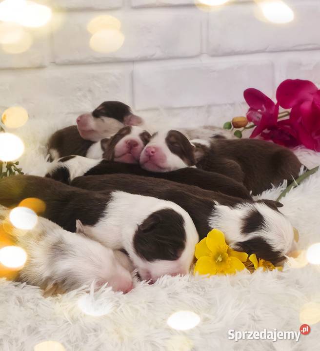 Border Collie szczenieta Drawno