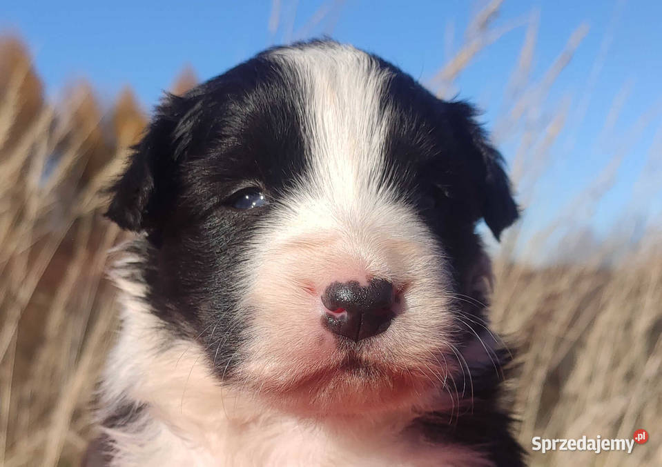 Rasowa suczka BORDER COLLIE z Hodowli pełną dok Kraków