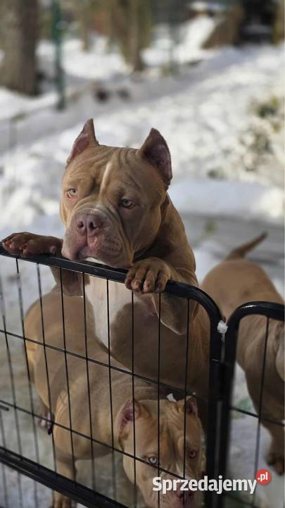 Szczeniaki American Bully Pocket małopolskie Zakopane sprzedam