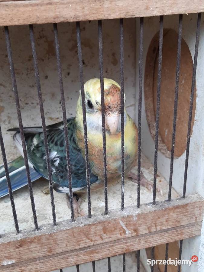 Rozella królewska i białolica Czerwionka-Leszczyny sprzedam