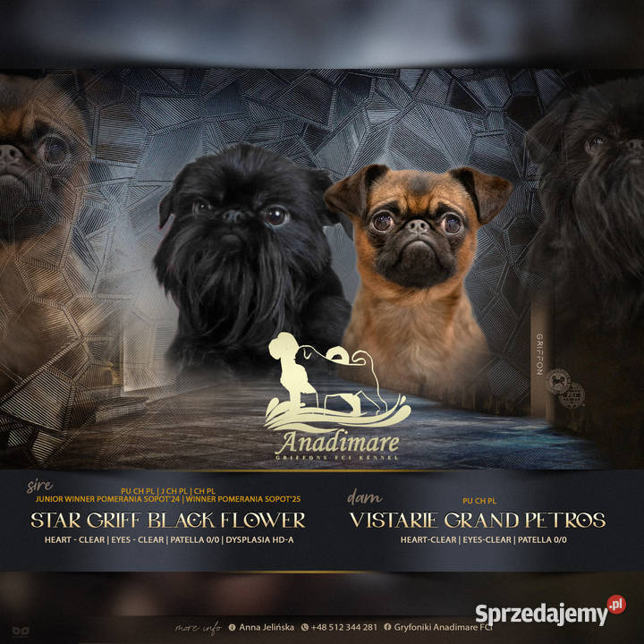 Gryfonik Brukselski Suczka FCI