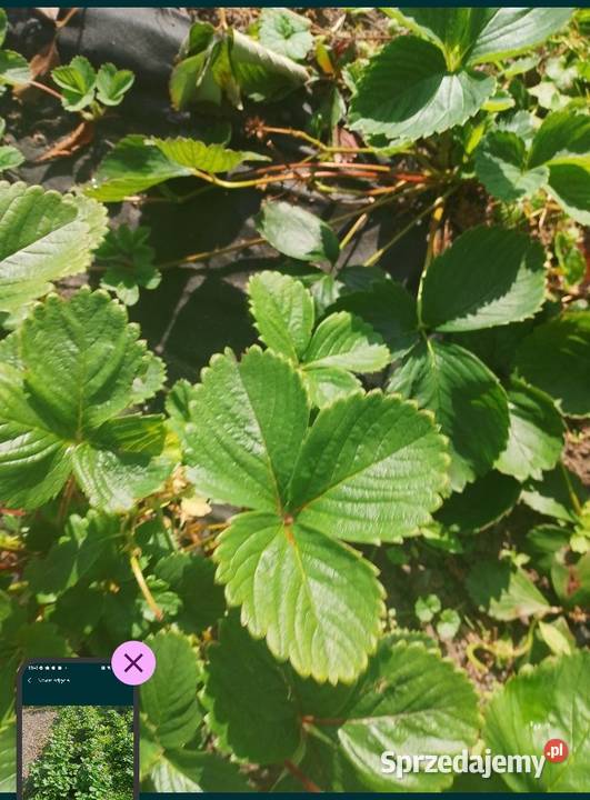 Buziaczki truskawek sprzedam Szymanów