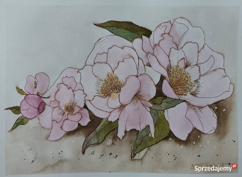 Akwarela Akwarelka Obraz pt Peonie Poznań sprzedam